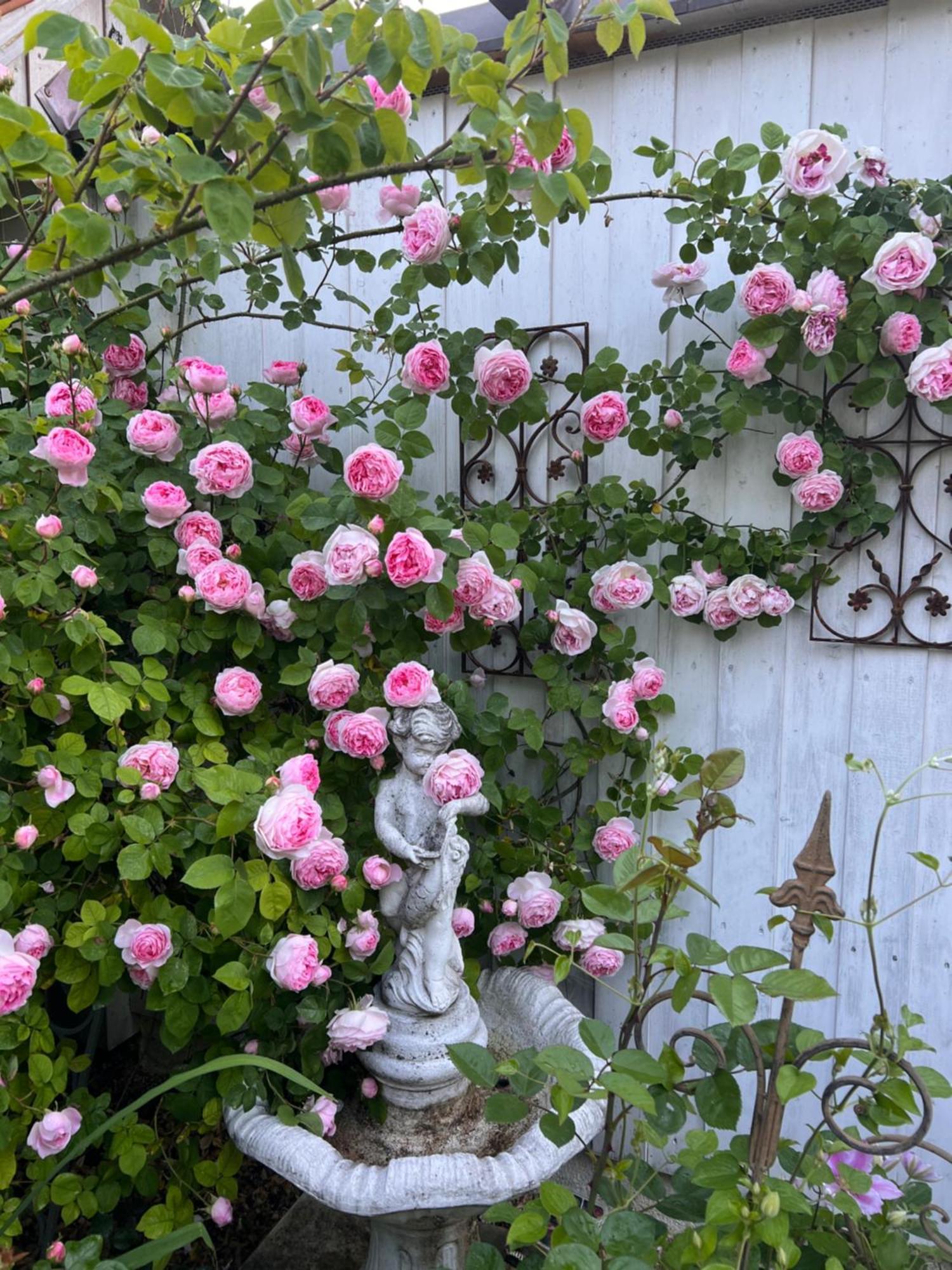 B&B Rosenliebe Niedereschach Esterno foto